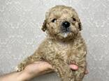 Maltipoo-Welpe - фото 3