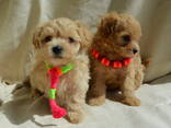 #МальтіпуF1#MaltipooF1#цуценята1,5міс#puppies 1.5 months Ukraine, Kyiv. - фото 1