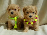 #МальтіпуF1#MaltipooF1#цуценята1,5міс#puppies 1.5 months Ukraine, Kyiv. - фото 2