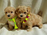 #МальтіпуF1#MaltipooF1#цуценята1,5міс#puppies 1.5 months Ukraine, Kyiv. - фото 3