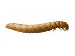 Малый мучной червь или мучной хрущак (Tenebrio molitor)