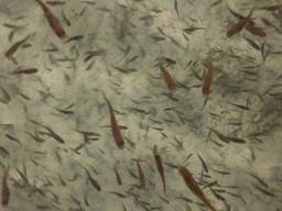 Малёк форели