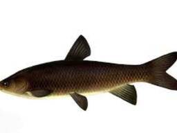 Малёк редкого вида-Черный Амур.