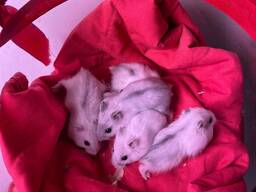 Малыши хомячки, ручные хомячки разных видов, домашние