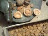 Маньчжурський подвой, підщепа, насіння персика, семена маньчжур - фото 1