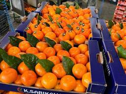 Мандарин Нова