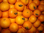Мандарины Прямой Импорт Турция Абхазия Грузия Оптом - фото 3