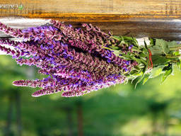 Маркет Веган EXPOsition, 14-16 квітня 2022 року