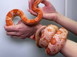 Маисовый полоз, яркие змейки, домашние ручные не агресивные
