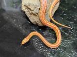 Маисовый полоз, яркие змейки, домашние ручные не агресивные - фото 3