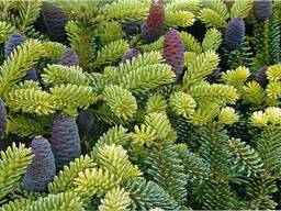 Масло пихты, эфирное масло