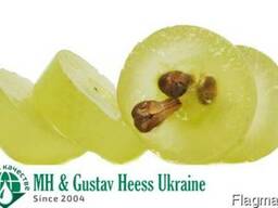 Масло Виноградной косточки раф. /Grape seed oil - Италия