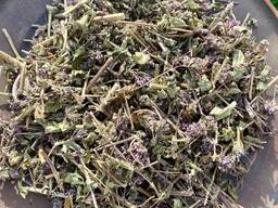 Материнка сушена, материнка, душица