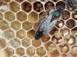 В продажі плідні бджоломатки , МАТКИ КАРПАТКИ 2022 року плідні, мічені