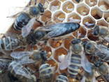В продажі плідні бджоломатки , МАТКИ КАРПАТКИ 2022 року плідні, мічені