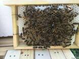 Матки Карника Карпатка 2023 Пчеломатки Бджоломатки - фото 1