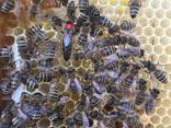 Матки Карника Карпатка 2022 Пчеломатки Бджоломатки - фото 6