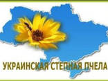 Матки (Украинской степной породы ) на 2020 год - фото 3