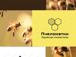 Матки (Украинской степной породы ) на 2020 год