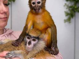 Мавпа обезьянка мангобей, золотистый мангобей, гусар