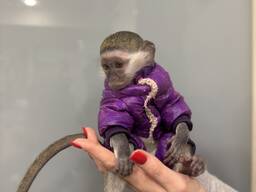 Мавпа верветка хлопчик