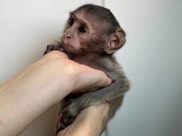 Мавпеня гусар, мавпочка дуже ручна та ласкава