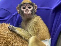 Мавпеня мавпа гусар, ручний дуже соціальний гусар