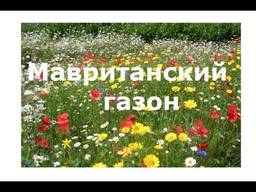 Мавританський газон, квітуча галявина 1кг.