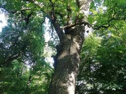 Мазь обезболивающая, при варикозе и др повреждениях