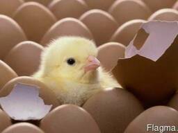 Механический бытовой инкубатор Наседка ИБ-70