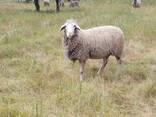 Мериноландшаф ЖИТОМИР Вівці Баран Вівцематки Овцы - фото 1