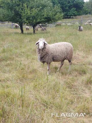 Мериноландшаф ЖИТОМИР Вівці Баран Вівцематки Овцы
