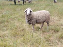 Мериноландшаф ЖИТОМИР Вівці Баран Вівцематки Овцы