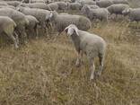 Мериноландшаф ЖИТОМИР Вівці Баран Вівцематки Овцы - фото 3