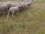 Мериноландшаф ЖИТОМИР Вівці Баран Вівцематки Овцы - фото 5