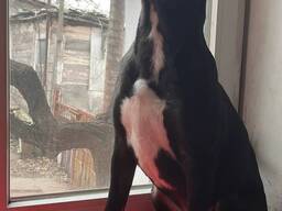 Метис питбуля и стаффа