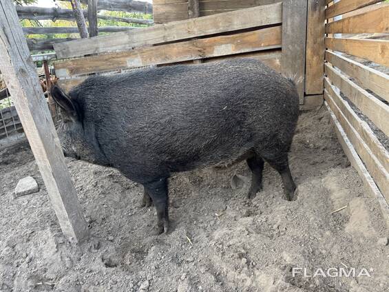 Мʼясо свинина