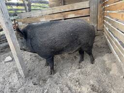 Мʼясо свинина