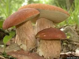 Мицелий белого гриба для высаживания и выращивания в саду
