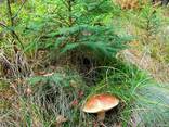 Мицелий белого гриба зерновой живой свежий с гарантией - фото 1