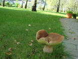 Мицелий белого гриба зерновой живой свежий с гарантией - фото 5
