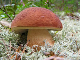 Мицелий белых грибов для посева на участках, в помещениях
