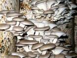 Вешенка обыкновенная - мицелий (семена) грибов с гарантией - фото 1