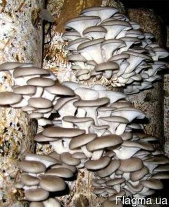 Вешенка обыкновенная - мицелий (семена) грибов с гарантией