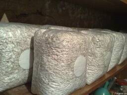 Мицелий вешенки. Штаммы к17, нк35, р80