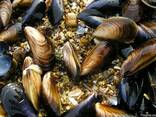 Мидии черноморские в ракушке. - фото 1