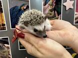 Микро ежики - карлики ежата, цветные по супер цене - фото 3