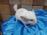 Милые, очаровательные малыши шиншиллы. Белый и серебристый окрас. - фото 2