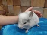 Милые, очаровательные малыши шиншиллы. Белый и серебристый окрас. - фото 3