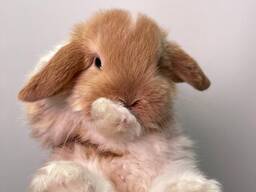 Міні кролик висловухий, декоративні висловухі, мінілоп, нідерладські